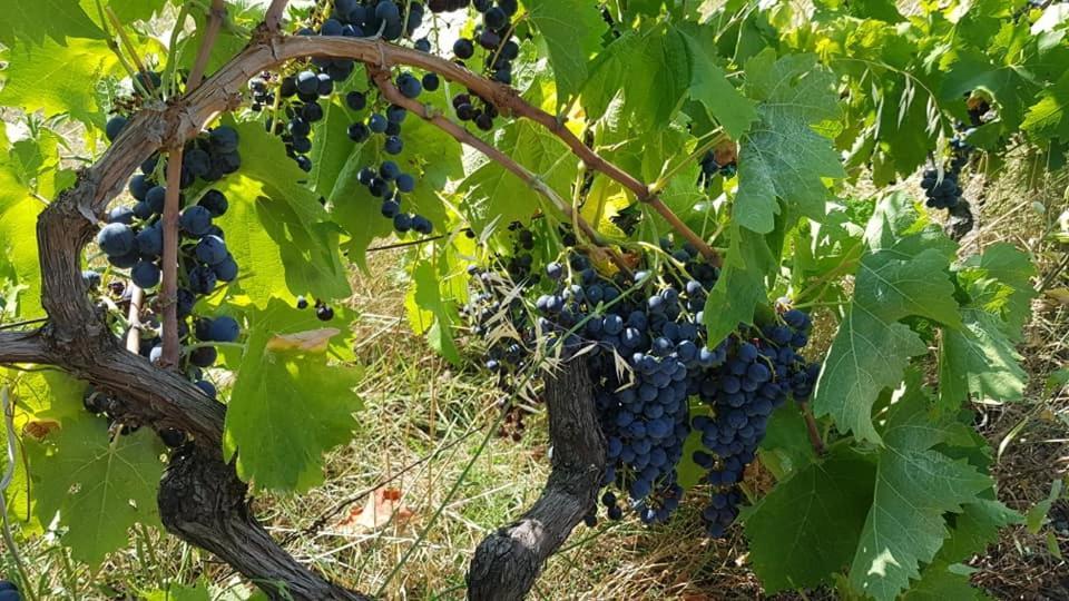 Agroturizem Hotel Vila Franceze Koman Bagian luar foto